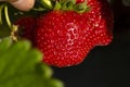 Bright red strawberry Collected, from fresh gardens Royalty Free Stock Photo