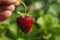 Bright red strawberry Collected, from fresh gardens Royalty Free Stock Photo