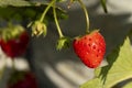 Bright red strawberry Collected, from fresh gardens Royalty Free Stock Photo
