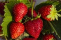 Bright red strawberry Collected, from fresh gardens Royalty Free Stock Photo
