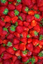 Bright red Strawberry grows on a Bush, from the land of rising strawberry. seedbeds Royalty Free Stock Photo