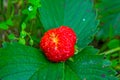 Bright red Strawberry grows on a Bush, from the land of rising young strawberry. Royalty Free Stock Photo