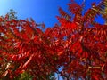 Red sumac against blue sky