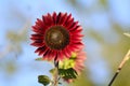 Bright Red Sunflower Royalty Free Stock Photo