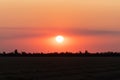 Summer bright sunset of red in an empty field above the crowns of tall trees without clouds