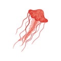 Bright red swimming jellyfish. Bright red sea jelly. Marine creature with long thin tentacles. Flat vector for print Royalty Free Stock Photo