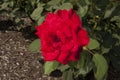 Bright Red Tea Rose Blossom Royalty Free Stock Photo