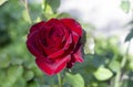 Bright red tea rose in the garden Royalty Free Stock Photo