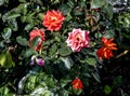 bright red tea roses on a bush Royalty Free Stock Photo