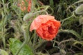 Bright red terry poppy drooped to the ground after a heavy summer rain Royalty Free Stock Photo