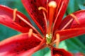 Bright red tiger lily flower Royalty Free Stock Photo