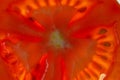 Bright red tomato slice at close range Royalty Free Stock Photo