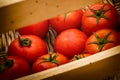 Bright red tomatoes with green ponytails. Royalty Free Stock Photo