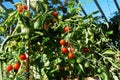 Bright red tomatoes grow on vines