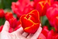 Bright red tulip bud in the hand of a girl against the background of a tulip field Royalty Free Stock Photo