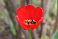 Bright red Tulip close-up on a Sunny spring day Royalty Free Stock Photo