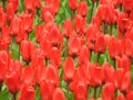 Bright red tulip fields full of flowers Royalty Free Stock Photo