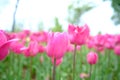 Spring Tulip Flower Background