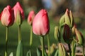 Bright red tulip flower buds, Tulipa, opening in springtime, close-up side view Royalty Free Stock Photo