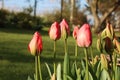 Bright red tulip flower buds, Tulipa, opening in springtime, side view Royalty Free Stock Photo