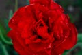 Bright red tulip in the garden, close up, top view. Royalty Free Stock Photo