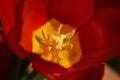 Pollen on stamens in a red tulip flower Royalty Free Stock Photo