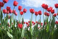 Bright Red Tulips Royalty Free Stock Photo