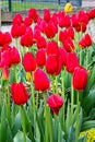 Bright red tulips blossoms and buds growing in garden sunlight