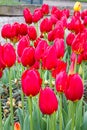 Bright red tulips blossoms and buds growing in garden sunlight