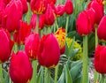 Bright red tulips blossoms and buds growing in garden sunlight