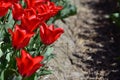 Bright red tulips in a farm tulip field in Holland Royalty Free Stock Photo