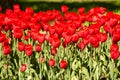 Bright red tulips in the flowerbed