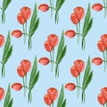 Floral seamless pattern with red tulips on a blue background. tulips. Watercolor botanical illustration. For fabric Royalty Free Stock Photo