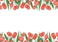 Bright red tulips with green leaves on a white background. Seamless border, banner. Spring flowers. Free space for text Royalty Free Stock Photo