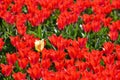 Bright red tulips in a tulip field in Holland Royalty Free Stock Photo