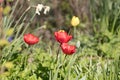 Bright red tulips, Tulipa, blooming in the spring sunshine Royalty Free Stock Photo