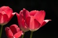 Bright red tulips, Tulipa, sunlit flowers blooming in springtime, side view close-up Royalty Free Stock Photo