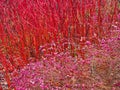 Bright Red Twig Dogwood Shrub and Pink Flowers Growing in Park Royalty Free Stock Photo