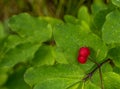Bright Red Utah Honeysuckle Berries Grow On Green Bush