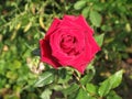 Bright red velvet rose