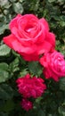 Bright red velvety rose flower in the garden