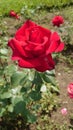 Bright red velvety rose in full bloom at the Botanical garden of Bucharest Royalty Free Stock Photo