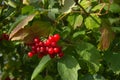 bright red viburnum berries on a branch of the bush in autumn Royalty Free Stock Photo