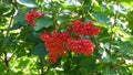 Bright red viburnum berries among green leaves, closeup view