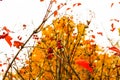 Bright red viburnum leaves and berries Royalty Free Stock Photo