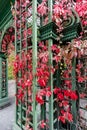 Bright red Virginia creeper leaves in autumn