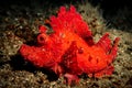 Rhinopias, aka Weedy Scorpionfish in Lembeh Strait, Manado