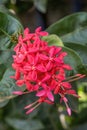 Bright Red West Indian Jasmine Ixora Tropical Flowers Honolulu Hawaii Royalty Free Stock Photo