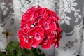 Bright red with white center Pelargonium Geranium blooming bi-colored flowers