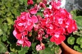 Bright red with white center Pelargonium Geranium blooming and closed withering bi-colored flowers in large flower pots Royalty Free Stock Photo